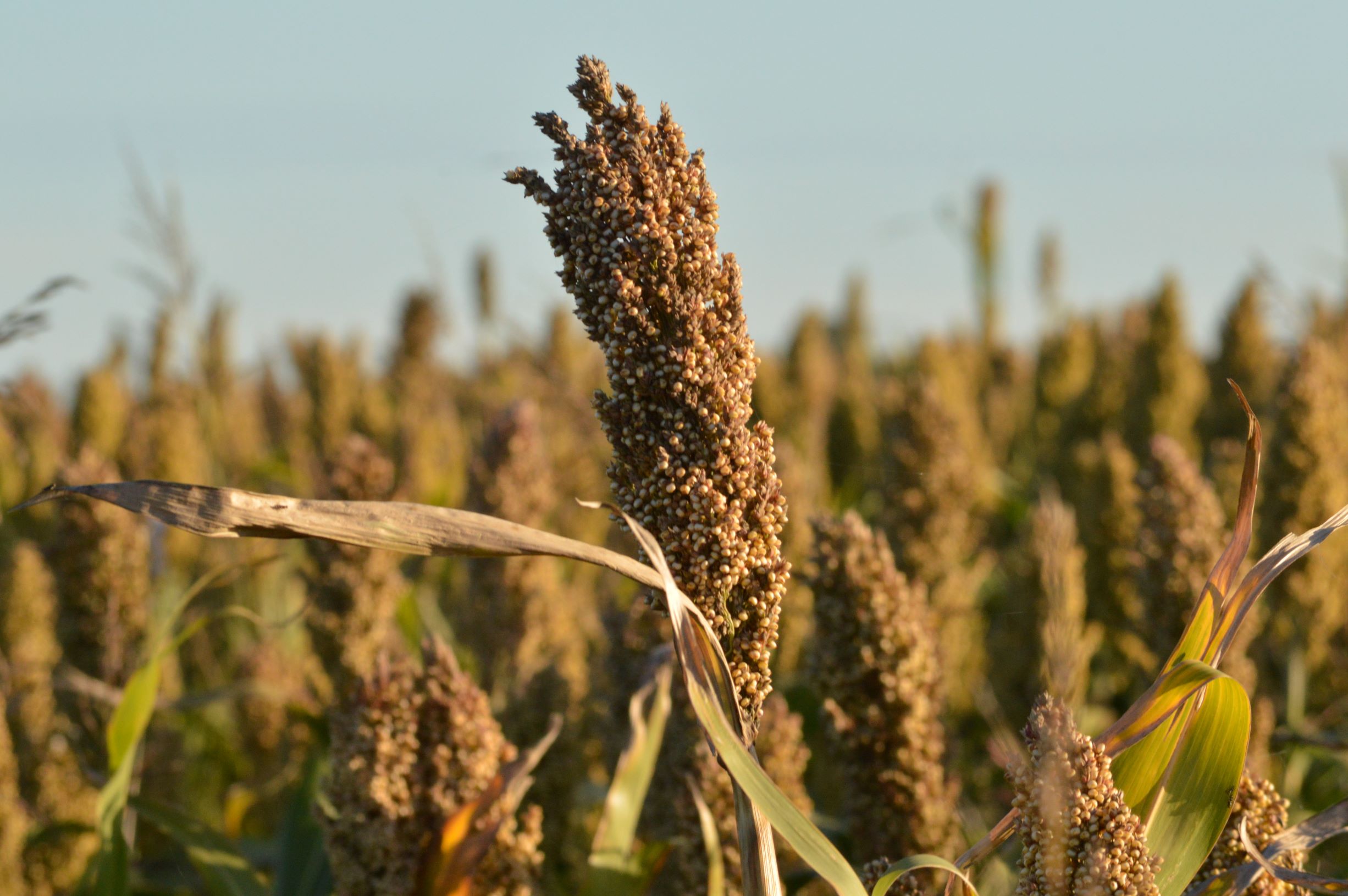 campos_sorgo.jpg